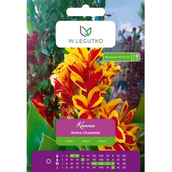 W. Legutko Канна Рейн Шарлот жълта и червена, 1 брой