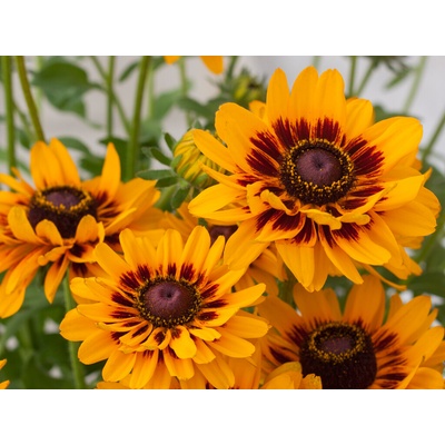 Rudbekia SmileyZ Giggling