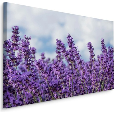Plátno Květy Levandule Varianta: 70x50