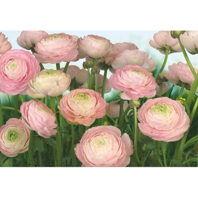 Komar Papierová fototapeta Gentle Rose, rozměry 368 x 254 cm