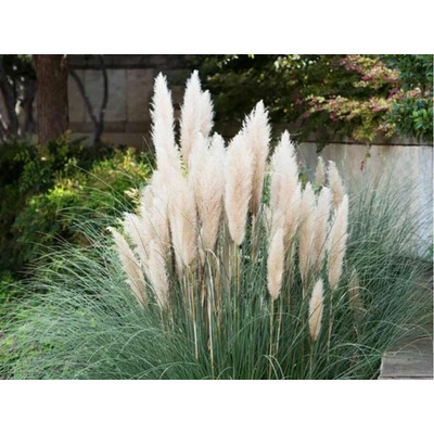 Kortadéria - Pampová tráva biela - Cortaderia, kont. 1 l