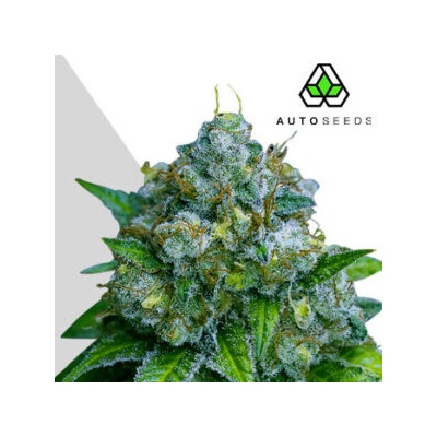 Auto Seeds Zkittlez Auto semienka neobsahujú THC 3 ks