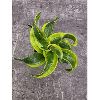 Dracaena Compacta Tornado mini