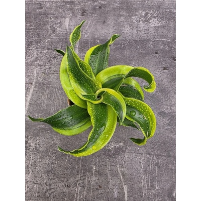 Dracaena Compacta Tornado mini