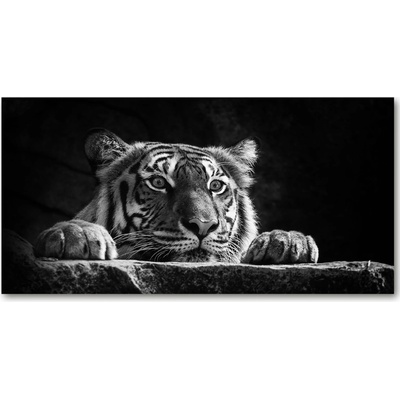 Foto-obraz sklenený horizontálne THOR fretka 100x50 cm