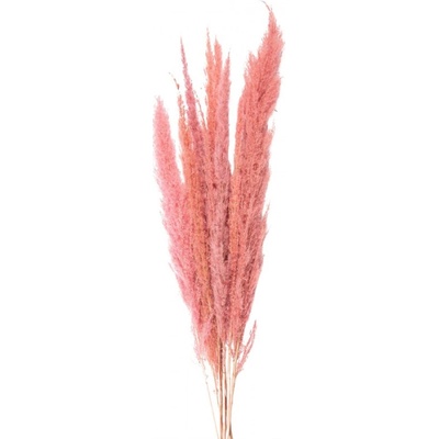 Sušené květy Růžové 100 cm (10) – 100 cm