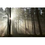 DIMEX ART Флизелинов фототапет лъчи в есенната гора 375 x 250 см
