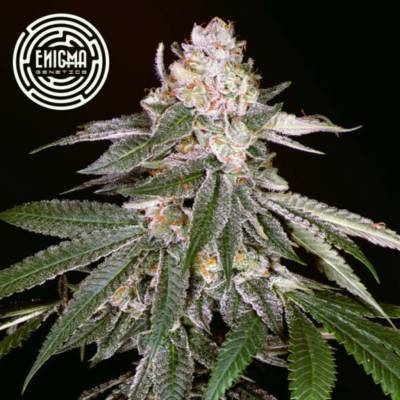 Enigma Genetics Rozay semienka neobsahujú THC 6 ks