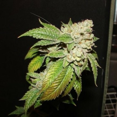The Cali Connection Larry OG Kush semienka neobsahujú THC 6 ks