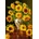 Castorland - Puzzle Sunflowers in a peacock pot - 1 000 piese