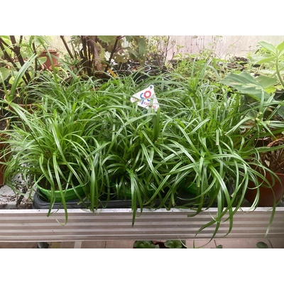 Cyperus Zumula