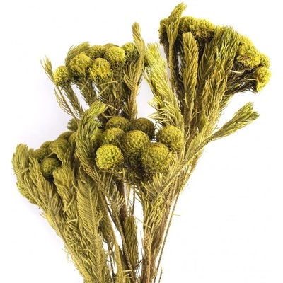 Stabilizovaná rostlina Brunia Albiflora Yellow Green 30-60 cm