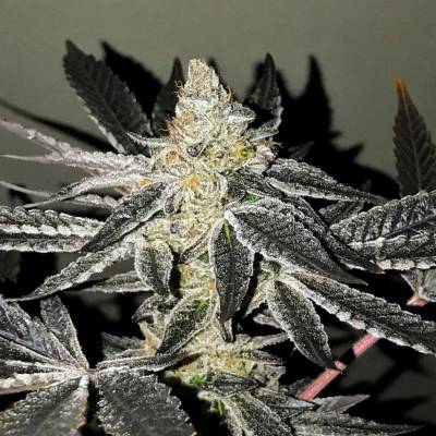 R-Kiem Seeds 2y2 semena neobsahují THC 5 ks