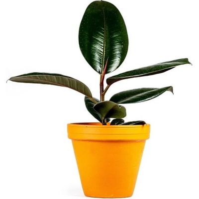 Gardners Ficus elastica Abidjan, průměr 12 cm Fíkovník pryžodárný, Fíkovník, Gumovník