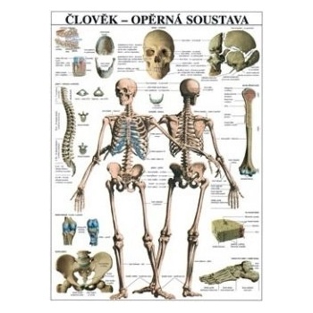 Oporná sústava - plagát