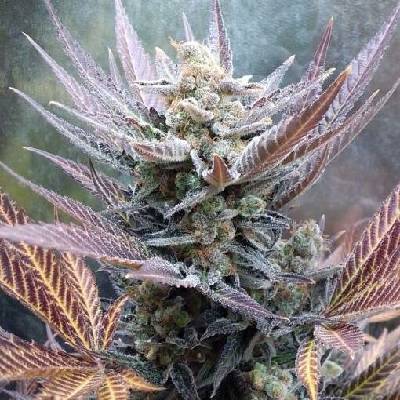 Pure Instinto Cherry Cookies semena neobsahují THC 3 ks