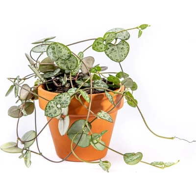 Gardners Ceropegia woodii, průměr 6 cm Svícník