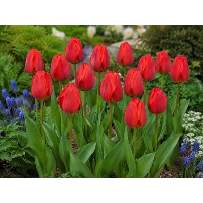 Tulipán 'Apeldoorn' 5 ks – Zbozi.Blesk.cz