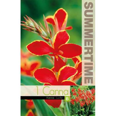 Seklos Индийска Кана Луцифер Canna Indica - 1 бр луковица