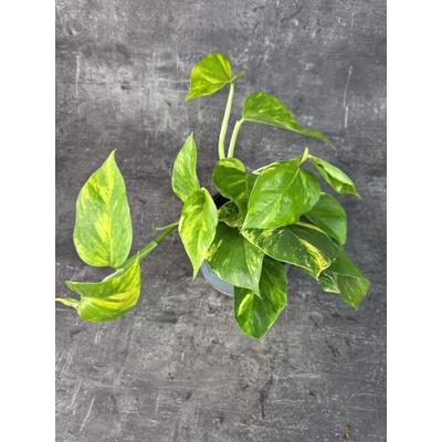 Epipremnum HIcolor 12 cm