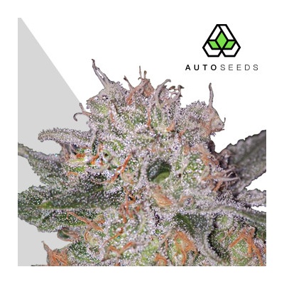 Auto Seeds Trans Siberian AUTO semena neobsahují THC 5 ks