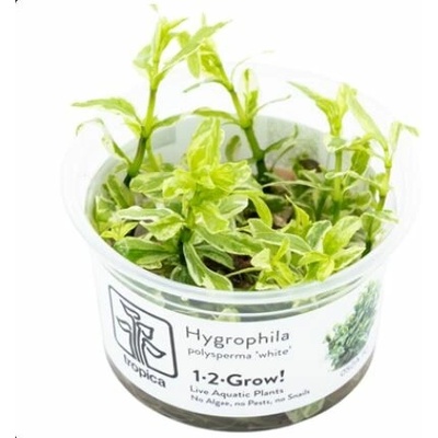 Hygrophila polysperma White