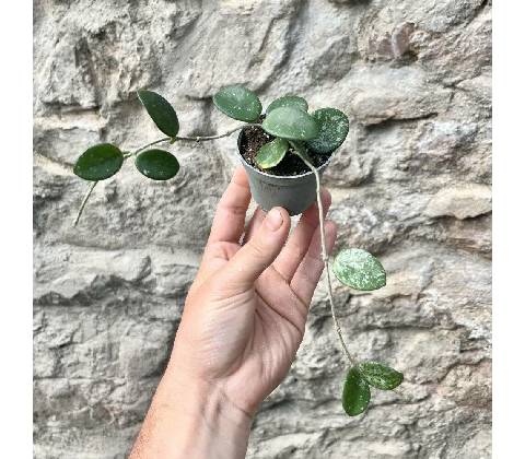 Hoya mathilde