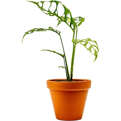 Gardners Monstera obliqua Peru, průměr 12 cm Monstera