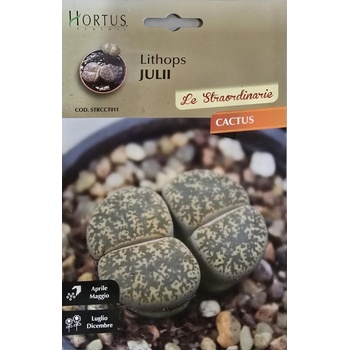 Hortus Литопс (Lithops julii) - Живи камъни