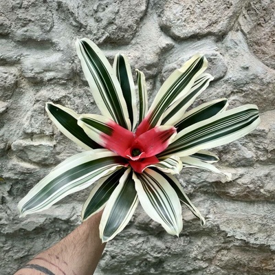 Neoregelia - Madame Van Durme