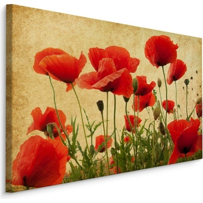 Plátno Vintage Divoký Mák Varianta: 70x50