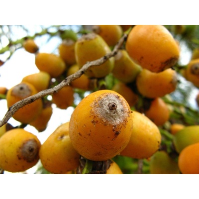 HappyBird Syagrus romanzoffiana 1 kg