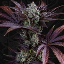 T.H. Seeds French Macaron semena neobsahují THC 6 ks