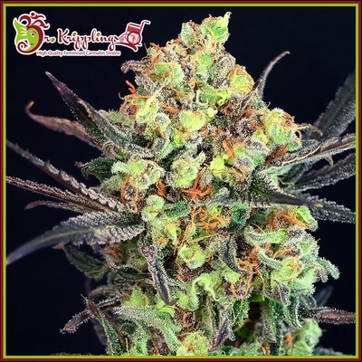 Dr. Krippling Seeds Break-Neck Larry semienka neobsahujú THC 5 ks