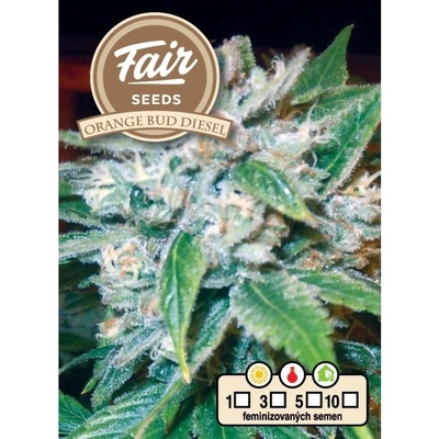 Fair Seeds Orange Bud Diesel semena neobsahují THC 10 ks