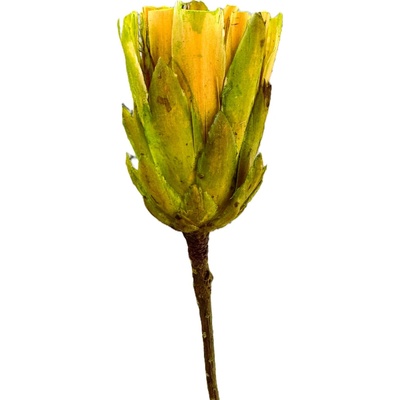 Florservice Repens cut lime