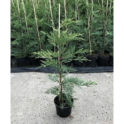 Cupressocyparis leylandii Prodejní velikost: 050/080, Velikost hrnku: 2 l