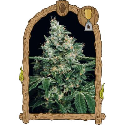 Exotic Seeds Sir Jack semena neobsahují THC 3 ks