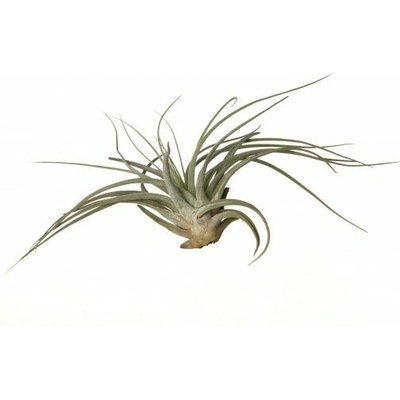 Tillandsia oaxacana