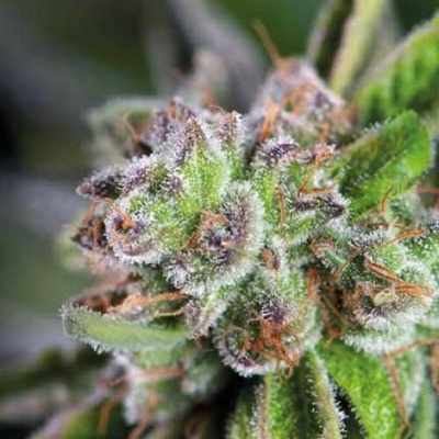 Pyramid Seeds Watermelon Zkittlez semienka neobsahujú THC 3 ks