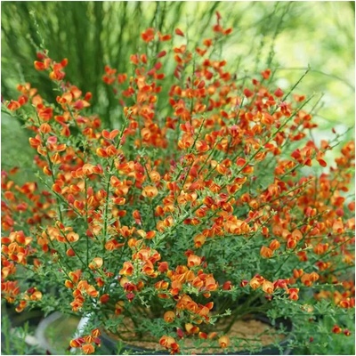 Cytisus 'Lena' 20-30 VKR1,5L
