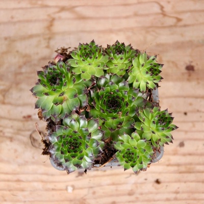 Sempervivum Reinhard