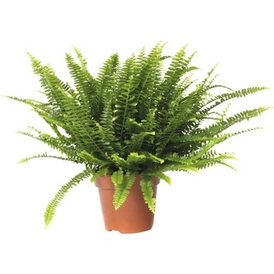 Ledviník ztepilý FloraSelf Nephrolepis exaltata 'Green Lady' 40-50 cm květináč Ø 17 cm