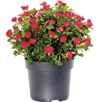 Ruža kríková "Zepeti" cca 20 cm kvetináč 2 l