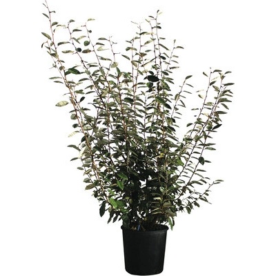 Hlošina Ebbingeova FloraSelf Elaeagnus ebbingei výška 100-120 cm kvetináč 18 l