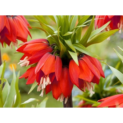Korunkovka Imperialis Rubra 1 ks v balení