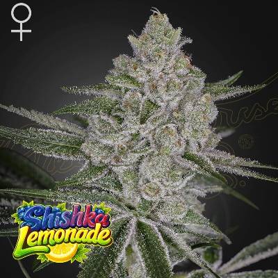 Green House Seed Shishka Lemonade semena neobsahují THC 1 ks