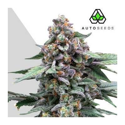 Auto SeedsRuntz Auto semena neobsahují THC 3 ks