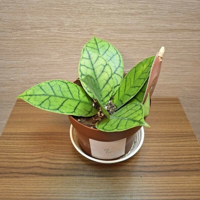 Hoya Callistophylla KAL 16 č2