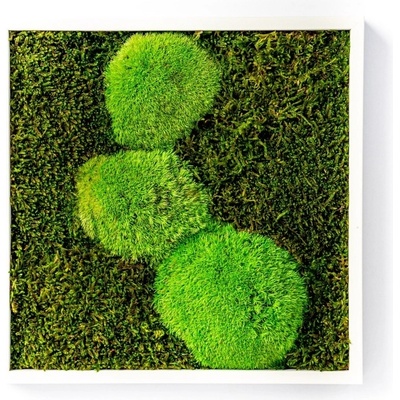 Gardners Mechový obraz 22x22 cm kombinovaný mech kopečkový s plochým, bílá